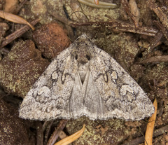 Cosmia elisae