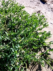 Heliotropium curassavicum