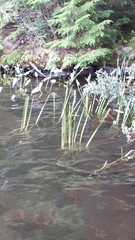 Sparganium emersum