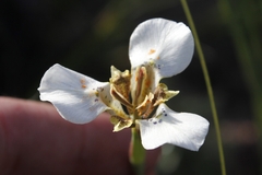 Moraea cantharophila