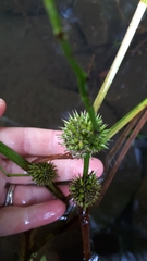 Sparganium emersum