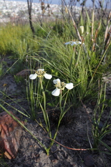 Moraea cantharophila