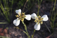 Moraea cantharophila