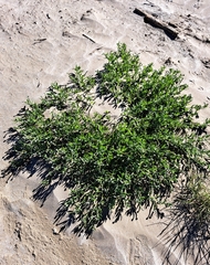 Heliotropium curassavicum