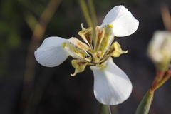 Moraea cantharophila