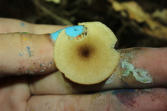 Lactarius glyciosmus