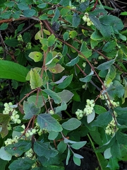 Symphoricarpos occidentalis