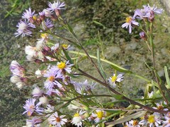 Tripolium pannonicum