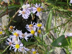 Tripolium pannonicum