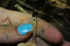 Lactarius glyciosmus
