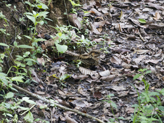 Nyctidromus albicollis