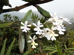 Epidendrum pajitense