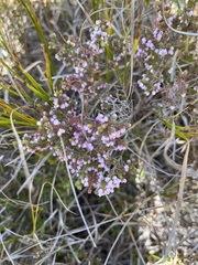 Erica parviflora