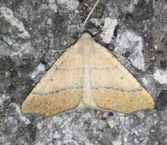 Drepanulatrix bifilata