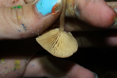 Lactarius glyciosmus