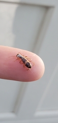 Cymatodera undulata