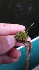 Sparganium emersum
