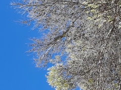 Dispholidus typus typus