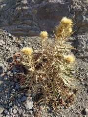 Cirsium turkestanicum