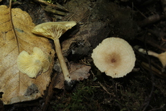 Lactarius glyciosmus
