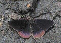 Sevenia occidentalium