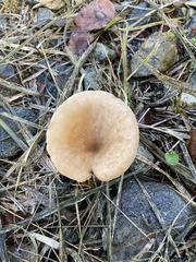 Paralepista flaccida