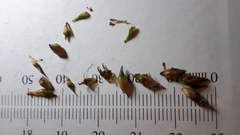 Sparganium emersum