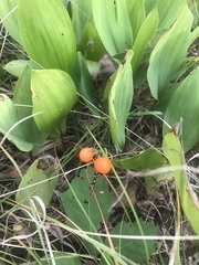 Convallaria majalis
