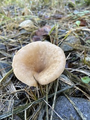 Paralepista flaccida