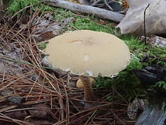 Cystoderma