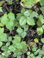 Fragaria vesca