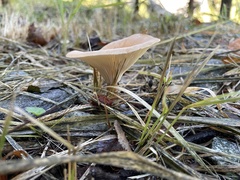 Paralepista flaccida