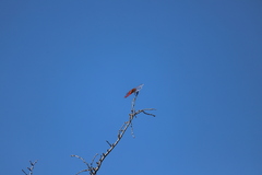 Libellula croceipennis