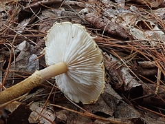 Cystoderma