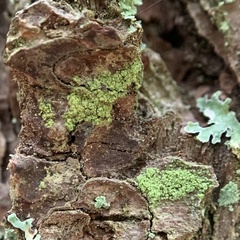 Lecanora thysanophora