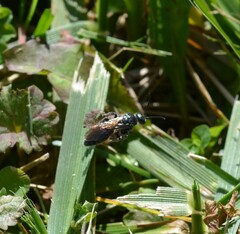 Tiphiinae