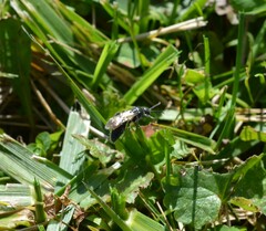 Tiphiinae