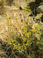 Bupleurum fruticescens