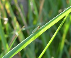 Cicadellinae