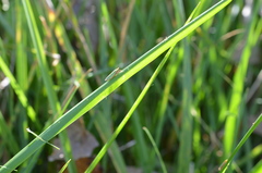 Cicadellinae