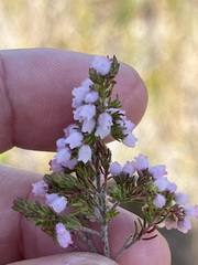 Erica parviflora