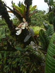 Epidendrum pajitense