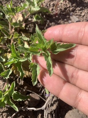 Dracocephalum parviflorum