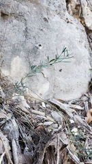 Thamnosma texana