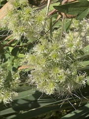 Clematis ligusticifolia