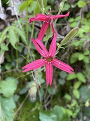 Silene virginica
