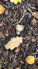 Amanita phalloides