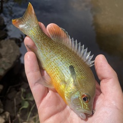 Lepomis auritus