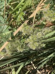 Clematis ligusticifolia