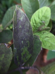Capnodiaceae